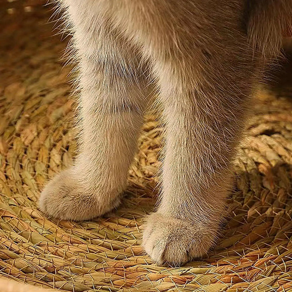 Cat Basket Bed